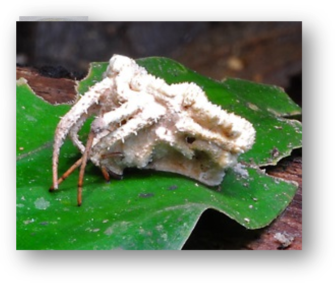 Torrurbiella species